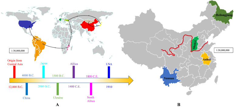 Origin and geographical spread of cannabis species worldwide (A), and main production areas in China (B). Red line indicates cannabis is cultivated sporadically along the Yellow River [7].