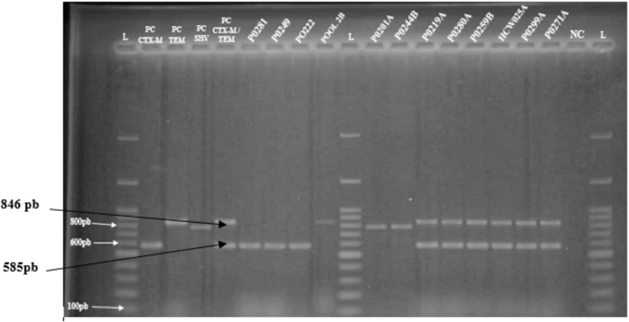 Agarose gel (1.5%) electrophoresis of PCR amplified genes of selected isolates. L: 100 bp Ladder; PC: Positive control; NC: Negative control; Isolates: P0281, P0249, P0222, POOL 2B, P0201A, P0244B, P0219A, P0280A, P0259A, HCW025A, P0229A, PO271A.