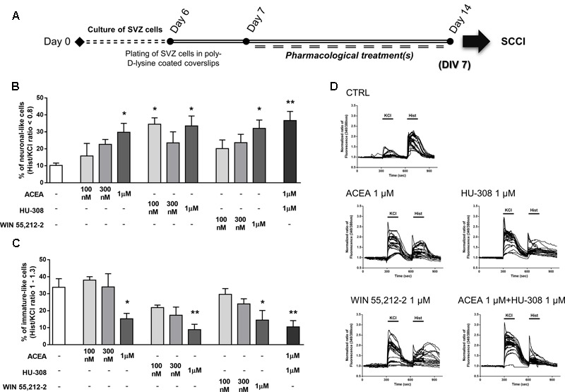 Selective and non-selective CBR activation promotes functional SVZ neuronal differentiation. (A) Schematic representation of the experimental protocol. Day 0 represents the day of cultures; at Day 6 SVZ neurospheres were plated for 24 h and at Day 7 cells were exposed to pharmacological treatments for further 7 days (Day 14). (B,C) Bar graphs depict the number of neuronal-like responding cells (B) and of immature-like responding cells (C) expressed as percentages of total cells analyzed by SCCI. Data are expressed as mean ± SEM. n = 3–4. ∗p < 0.05, ∗∗p < 0.01 using Dunnett’s multiple comparison test. (D) Representative SCCI profiles of response of 20 cells in control and ACEA, HU-308, WIN55,212-2, ACEA + HU-308 treated cultures.