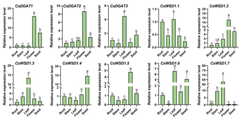 Expression patterns of the CsDGAT genes in different tissues detected by RT-qPCR. The characters on the X-axis show the different tissues of C. sativa (root, stem, leaf, flower, and seed). The Y-axis indicates the relative expression level of different genes. Three replicates were performed, and the vertical bar is the standard error. The actin7 gene was used as an internal reference. Significant differences between the different group are indicated by different letters a–d (p < 0.05).