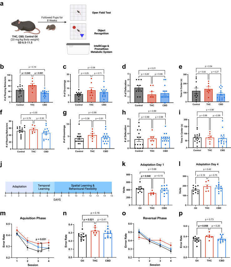 Exposure to cannabis oil in utero causes sex-dependent behavioural differences. Pregnant mice received THC, CBD, or control oil from GD 6.5–11.5. The dams gave birth, and their pups were followed for 8 weeks before beginning behavioural assessment. a: schematic illustrating experiment timeline. b–e: Open field testing of adult male mice exposed to THC, CBD or control oil in utero assessing b number of rearing events, c number of grooming events, d number of defecation events and e time spent in center (seconds) over of 10-min assessment period (n = 7–14 per group). f–i: Open field testing of adult female mice exposed to THC, CBD or control oil in utero assessing f number of rearing events, g number of grooming events, h number of defecation events and i time spent in center (seconds) over of 10-min assessment period (n = 6–15 per group). j–p: Female mice exposed to THC, CBD or control oil in utero were monitored in the IntelliCage system for 15 days (n = 5–11 per group). j: Schematic of experimental design. k: number of visits during adaptation phase day 1. l: number of visits on adaptation phase day 4. m: Error rate over the four-day acquisition phase. n: Error rate on day 3 of acquisition phase. o: Error rate over the four-day reversal phase. p: Error rate on day 3 of reversal phase. Data are means ± SEM, ∗P < 0.05, ∗∗∗P < 0.001 (b, c, e and f, k and l, n, p one-way ANOVA; d, g–i Kuskal–Wallis test; m, o two-way ANOVA).