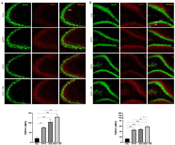 Expression and distribution of TRPV1 in the hippocampus. Representative images showing double IF staining for NeuN (green) and TRPV1 (red) expression in rat CA3 (a) and DG (b) of control (SAL), kisspeptin (KP10), anandamide (AEA), and AEA plus SR-treated animals (n = 5 for each group). RAD, stratum radiatum; SGZ, subgranular zone; GCL, granule cell layer; ML, molecular layer. Scale bar = 75 μm. Histograms show the mean fluorescence intensity (MFI) values of TRPV1 expression. Data are expressed as mean ± SEM. *, p < 0.05; **, p < 0.01; and ***, p < 0.001 vs. controls.