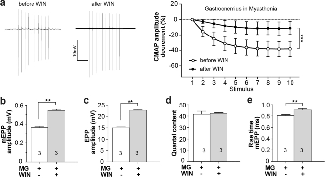 WIN reverses synaptic impairment in a mouse model of Myasthenia gravis. (a) Decrement in the amplitude of compound muscle action potential (CMAP) recorded from the gastrocnemius muscle of a myasthenic mouse during repetitive stimulation of the sciatic nerve. Left: Representative CMAP recordings during repetitive stimulation (3/sec) from the same myasthenic mouse before (left) and after (right) i.p. injection of WIN (5 mg/kg). Win-treated mice showed overall less fatigue of neuromuscular transmission 3 hrs after intraperitoneal injection of WIN (compare filled circles to open circles). (n = 4 mice; paired t-test of plateau amplitude; P < 0.001). (b–e) Ex vivo WIN treatment (10 µM, 1.5 hrs) of diaphragm muscles from myasthenic mice caused acute increases in: mEPP amplitudes (b), EPP amplitudes (c), and mEPP rise time (e), but not quantal content (d; **P < 0.01; paired t-test). Bars represent the mean ± SEM for the number of mice indicated in each bar (n = 12–16 fibers for each mouse).