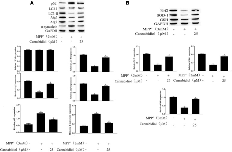 Cannabidiol alleviated mitochondrial dysfunction in MPP+-induced SH-SY5Y cells. (A,B) The expression of autophagy-related proteins and antioxidant proteins in SH-SY5Y cells were measured by western blotting; *p < 0.05, compared with control group, #p < 0.05 compared with MPP+ alone.
