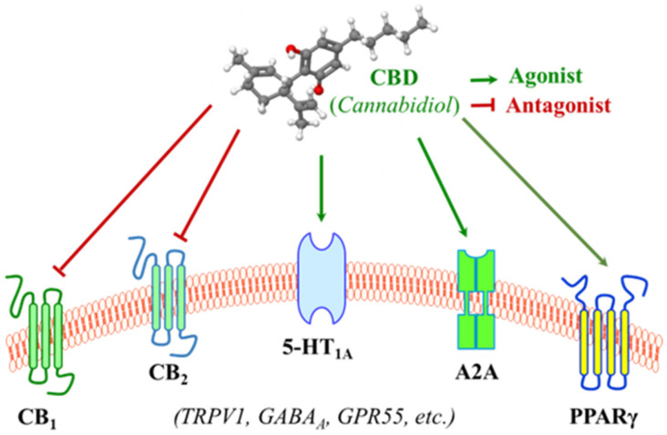 The diverse signaling targets of cannabidiol (CBD). CBD interacts with many receptors responsible for functions of the endocannabinoid system, the serotonergic system, and other signaling pathways. CB1 and CB2, cannabinoid receptor 1 and 2; 5-HT1A, 5-hydroxytryptamine (aka, serotonin) receptor 1A; A2A, adenosine receptor 2A; PPARγ, peroxisome proliferator-activated receptor gamma; TRPV1, transient receptor potential cation channel subfamily V1; GABAA, γ-aminobutyric acid type A; GPR55, G-protein-coupled receptor 55.