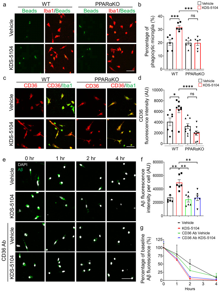 KDS-5104-PPARα pathway promotes phagocytosis and Aβ clearance. (a) Representative images of fluorescent beads (green) uptake in Iba1 (red) positive WT and PPARαKO primary microglia cultures treated with vehicle or 10 µM KDS-5104 for 8 h. (b) Quantification of the percentage of microglia positive cells with fluorescent beads (n = 6/condition). (c) Representative images of CD36 (green) and Iba1 (red) staining in primary WT and PPARαKO microglia cultures treated with vehicle or KDS-5104. (d) Quantification of CD36 fluorescence intensity per cell of ~ 100 cells (n = 7–9/condition). (e) Time course of fluorescent labeled Aβ (green) and DAPI (white) in vehicle or KDS-5104 treated WT microglial cultures with or without pretreatment with the CD36 neutralizing antibody. (f) Analysis of Aβ fluorescence intensity per cell of ~ 100 cells at time of zero of Aβ removal (n = 6/condition). (g) Quantification of the percentage of baseline fluorescence remaining 1 h, 2 h, and 4 h after the removal of Aβ (n = 6/condition). Scale bars: 100 μm. For all panels, data are presented as mean ± SEM. ns: non-significant, *p < 0.05, **p < 0.01, ***p < 0.001, ****p < 0.0001. One way ANOVA with Tukey’s multiple comparisons tests as the post hoc analysis
