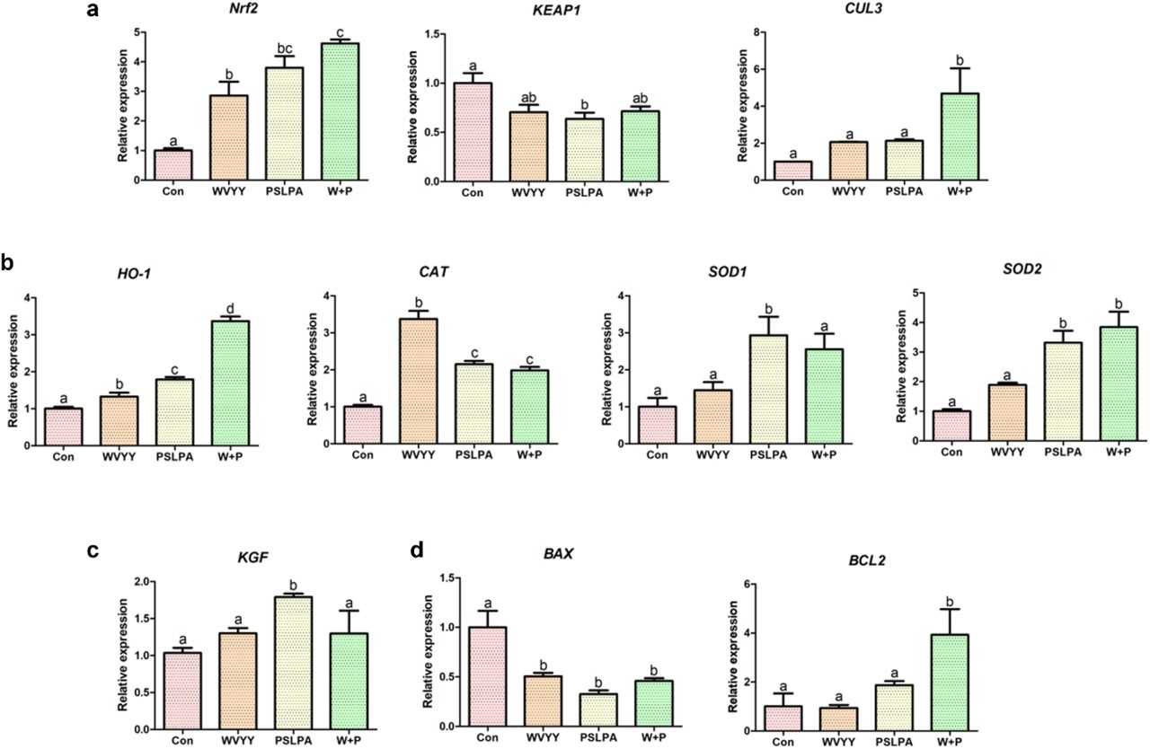 Analysis of the relative expression of genes associated with (a) the Nrf2 signaling pathway (Nrf2, KEAP1, and CUL3), (b) antioxidant responsive elements (HO-1, CAT, SOD1, and SOD2), (c) cell proliferation (KGF), and (d) apoptosis (BAX and BCL2) was performed using quantitative reverse transcriptase-polymerase chain reaction (qRT-PCR). Triplicates of technical and biological replications were conducted. Significant differences were denoted by alphabetical letters (p < 0.05). Con: Control; W: WVYY; P: PSLPA; Co-treatment: WVYY+PSLPA.
