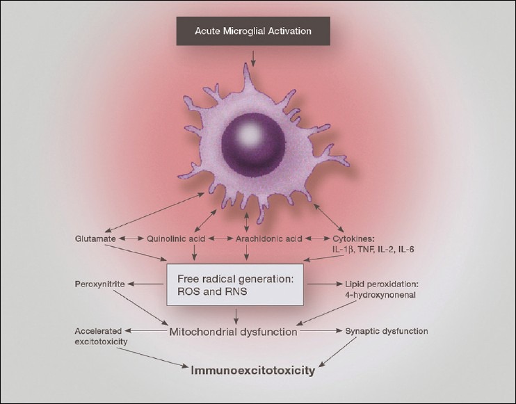 Illustration of the combined release of pro-inflammatory cytokines and chemokines along with excitatory amino acids during neurodestructive microglial activation. This demonstrates the interaction between immune factors, reactive oxygen and nitrogen species, lipid peroxidation species and excitotoxicity