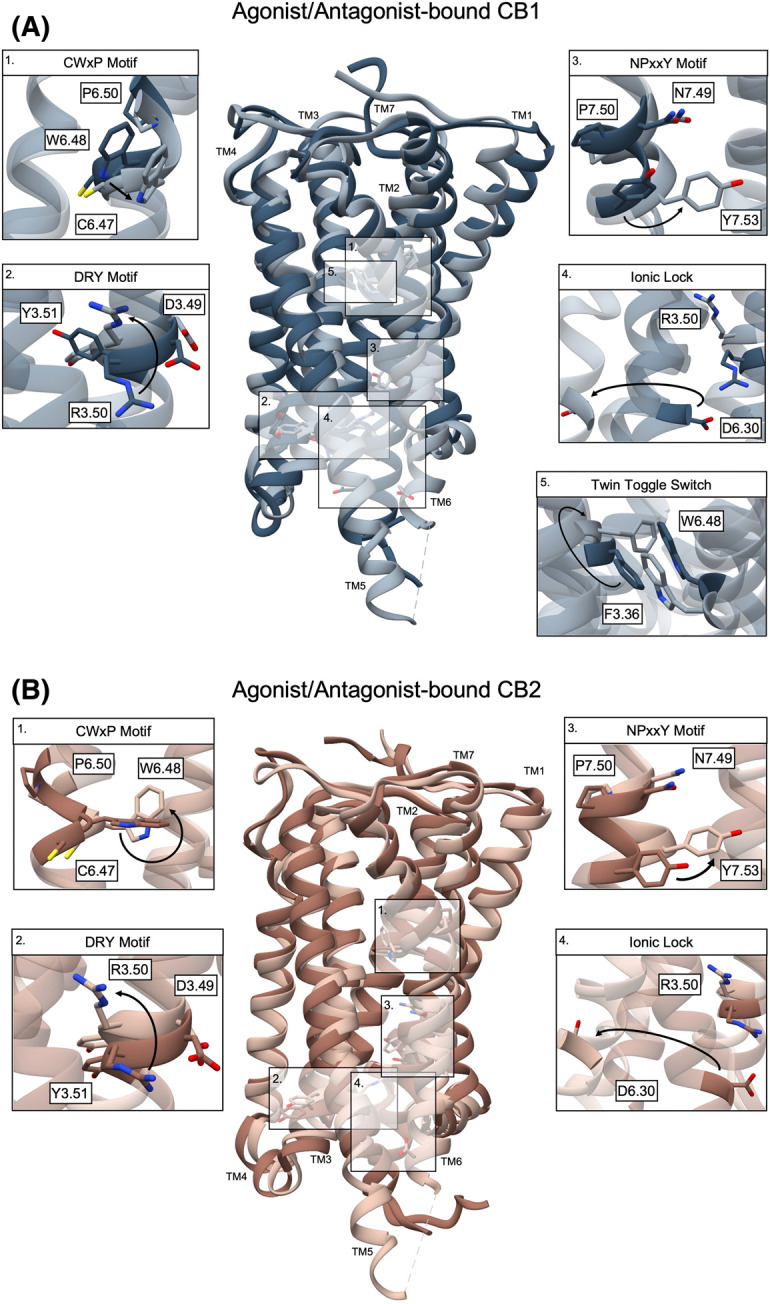 Comparing the confirmational changes of key molecular switches between the antagonist- and agonist-bound CB1 and CB2.(A) Antagonist-bound CB1 receptor (PDB: 5TGZ) in dark blue with the agonist-bound CB1 (PDB: 6KPG) in grey. (B) Antagonist-bound CB2 receptor (PDB: 5ZTY) in brown, overlayed with the agonist-bound CB2 structure (PDB: 6KPF) in beige. Arrows within each panel indicate shifts from the inactive to active state receptor.