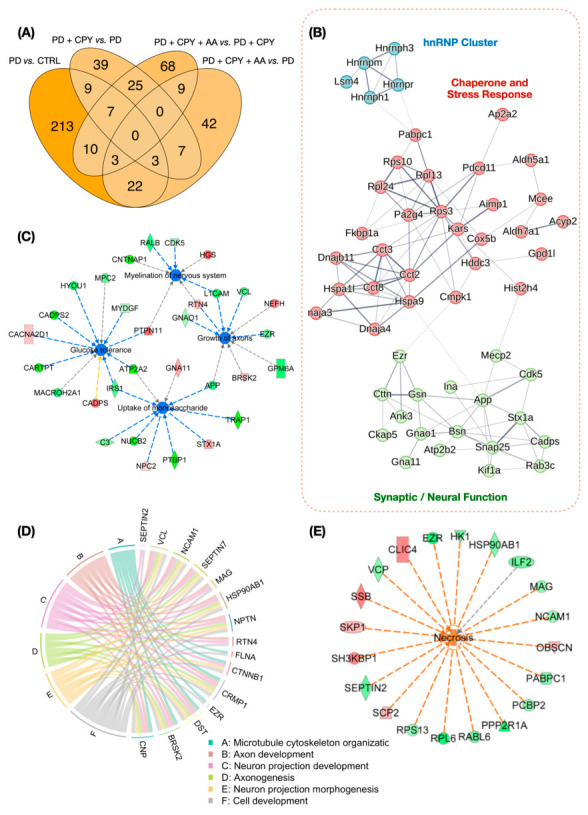 (A) Venn diagram displaying commonly altered DEPs between PD vs. CTRL, PD + CPY vs. PD, PD + CPY + AA vs. PD + CPY, and PD + CPY + AA vs. PD. (B) Protein–protein interaction analysis using the STRING database for DEPs in PD vs. CTRL displaying three main clusters of proteins including hnRNP proteins, chaperone and stress response-related proteins, and synaptic/neural function-related proteins. (C) Ingenuity pathway analysis predicted inhibition (blue) of myelination of nervous system, growth of axons, uptake of monosaccharide, and glucose tolerance in pre-diabetes compared to control (PD vs. CTRL). Green and red represent observed decrease and increase, respectively. (D) Chord diagram showing the involvement of key proteins in altered biological processes in pre-diabetes (PD vs. CTRL). (E) Predicted increase (orange) in necrosis following exposure of pre-diabetic rats to chlorpyrifos (PD + CPY vs. PD). Blue and orange highlight predict inhibition and activation, respectively. Blue lines indicate a change in the detected molecule leading to an inhibition of the pathway, while orange lines represent activation of the pathway. Grey lines represent an uncertain direction of change.