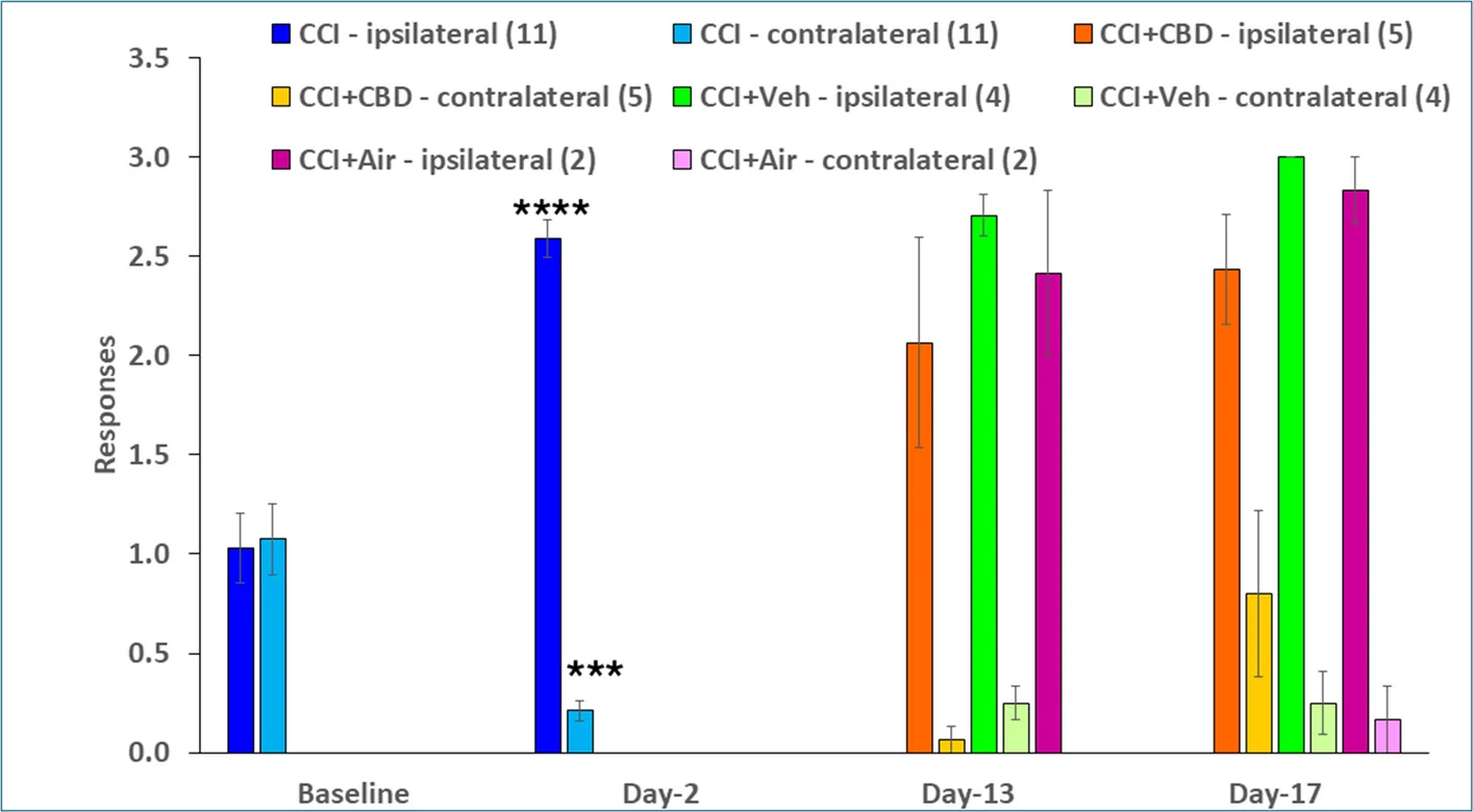 Cold Allodynia. A comparison between baseline (BL) and Day-2 ipsilateral measurements utilized an extended paired t-test, employing a repeated measures mixed model approach, revealing a significant increase in cold sensitivity after CCI surgery (****p < 0.0001). Contralateral measurements showed decreased cold sensitivity on Day-2 compared to baseline (***p = 0.0008). Repeated measures 2-way ANOVA for ipsilateral and contralateral hind paws on Days 2–17 showed no significant changes