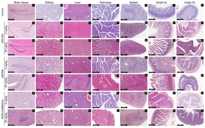 Histological examination of the brain, spleen, kidney, liver, pancreas, small and large intestine in mice exposed to 5 mg/kg and 50 mg/kg of SCs through i.p. administration. Histological analysis was performed using H&E staining. (A1–G7) subfigures details are in Table 5.