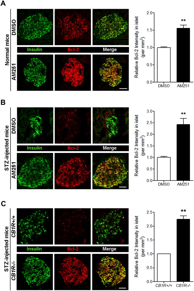 Blockade of CB1Rs in normal and STZ-treated mice increases Bcl-2 levels in β cells.(A) Representative images for insulin and Bcl-2 in β cells of DMSO- and AM251-injected normal mice. The relative signal intensity for Bcl-2 in β cells is shown on the right. (B) Representative images for insulin and Bcl-2 in β cells of DMSO- and AM251-injected mice after STZ treatment. The relative signal intensity for Bcl-2 in β cells is shown on the right. (C) Representative images for insulin and Bcl-2 in β cells of CB1R+/+ and CB1R-/- mice 4 weeks after STZ treatment. The relative signal intensity for Bcl-2 in β cells is shown on the right. Data are shown as the mean ± SEM from n = 3–5 animals per group. *P< 0.05; **P< 0.01. Scale bar, 50 μm.