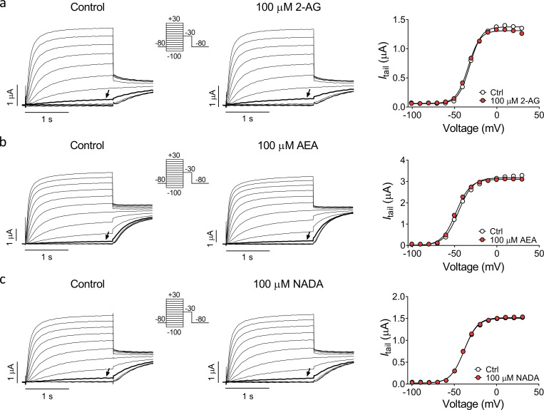 Specific endocannabinoids do not activate the hKV7.2/3 channel. (a–c) Representative current traces and corresponding G(V) curves for hKV7.2/3 before and after application of 100 µM indicated endocannabinoids. Arrows indicate an activating voltage step to −40, −60, and −50 mV, respectively. Insert of used voltage clamp protocol.