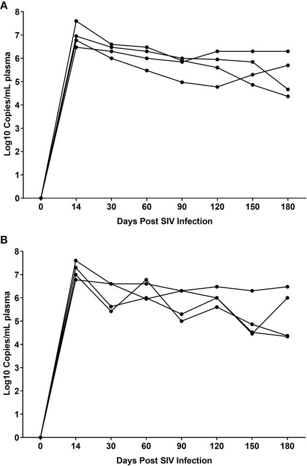 Plasma viral loads in VEH/SIV (A) (n = 4) and THC/SIV (B) (n = 4) rhesus macaques through the course of SIV infection. Viral load measurements were performed once using 1-step RT-qPCR using four individual animals as biological replicates per group. Differences between groups at each post infection time point were analyzed using the Mann-Whitney U test employing the Prism v5 software (GraphPad software). Note the similarity in peak plasma viremia in both groups at 14 days post SIV infection. No statistical differences in plasma viral loads were detected between the two groups at all post infection time points.