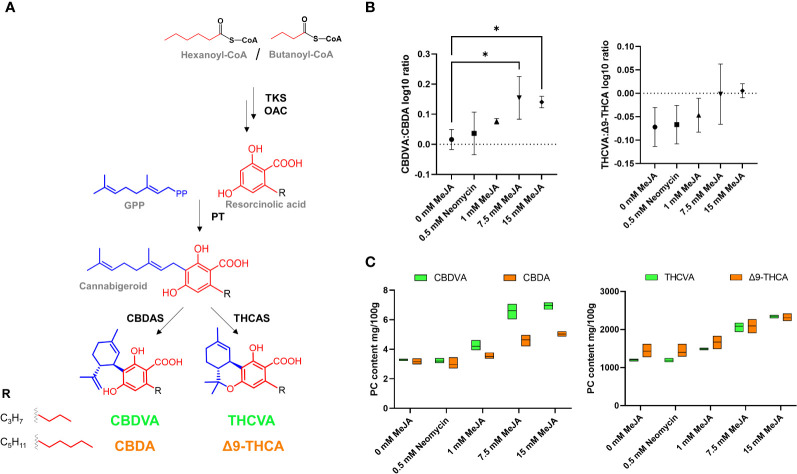 Composition of PC alkyl side chain analogues following MeJA and neomycin treatment. (A) PC biosynthesis pathway. (B) Comparison of C3:C5 PC alkyl side chain analogue log10 ratio. (C) PC content of alkyl side chain analogues CBDVA (C3), CBDA (C5), THCVA (C3) and Δ9-THCA (C5). One-way ANOVA Dunnett’s multiple comparisons test of control (0 mM) vs neomycin and ≥ 1 MeJA treatments *p < 0.05. One-way ANOVA test for trend is significant for CBDVA : CBDA ratio and THCVA: Δ9-THCA ratio (p < 0.05). CBDA - cannabidiolic acid; CBDAS - cannabidiolic acid synthase (EC:1.21.3.8); CBDVA - cannabidivarinic acid; OAC - olivetolic acid cyclase (EC:4.4.1.26); PT - geranylpyrophosphate:olivetolate geranyltransferase (EC 2.5.1.102); THCAS - Δ9 tetrahydrocannabinolic acid synthase (EC:1.21.3.7); THCVA - Δ9-tetrahydrocannabivarinic acid; TKS - tetraketide synthase (EC:2.3.1.206); Δ9-THCA - Δ9 tetrahydrocannabinolic acid.