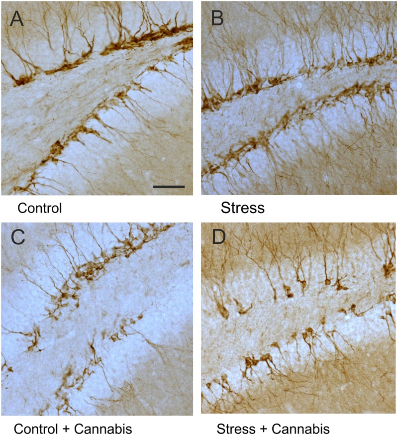 DCX-positive immature neurons in the dentate gyrus. Representative images demonstrating DCX-immunohistochemistry staining in the dentate gyrus of animals from the different treatment groups (A–D). Note that DCX-positive cells were often disarrayed in the dentate gyrus of cannabis treated mice (C,D). Scale bar: 50 μm for all images.
