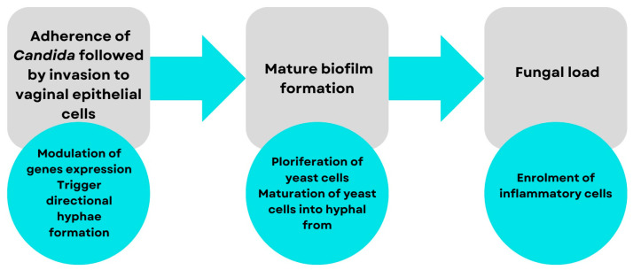 Pathomechanism of VVC [8]. Cell adhesion to the vaginal wall is followed by virulence, gene expression, and biofilm formation [8].