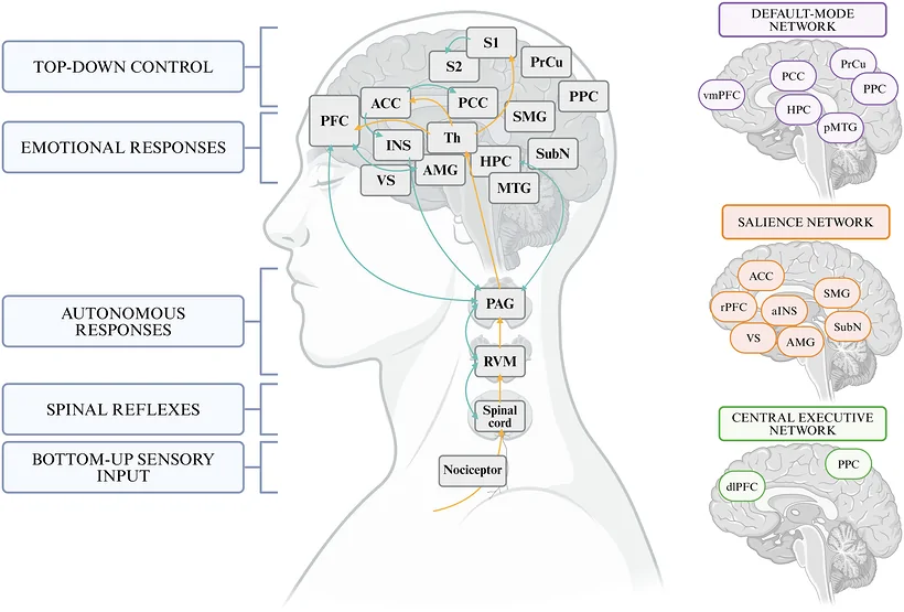 Neural underpinnings of pain perception and modulation. Schematic representation of the distributed neural network supporting pain processing and its top‐down modulation. Nociceptive signals originating from peripheral receptors ascend via the spinal cord to the thalamus (Th), which relays sensory information to primary (S1) and secondary (S2) somatosensory cortices for the encoding of sensory‐discriminative features of pain. Parallel projections engage limbic and salience‐related regions, including the insula (INS), anterior and posterior cingulate cortex (ACC and PCC), amygdala (AMG), and hippocampus (HPC), supporting the affective, motivational dimensions of pain. The prefrontal cortex (PFC) exerts top‐down control over these regions, integrating cognitive and contextual information to shape pain perception. Descending modulatory pathways, involving the periaqueductal gray (PAG) and rostral ventromedial medulla (RVM), regulate nociceptive transmission at the spinal level, enabling dynamic amplification or inhibition of pain signals. Created using BioRender.com.