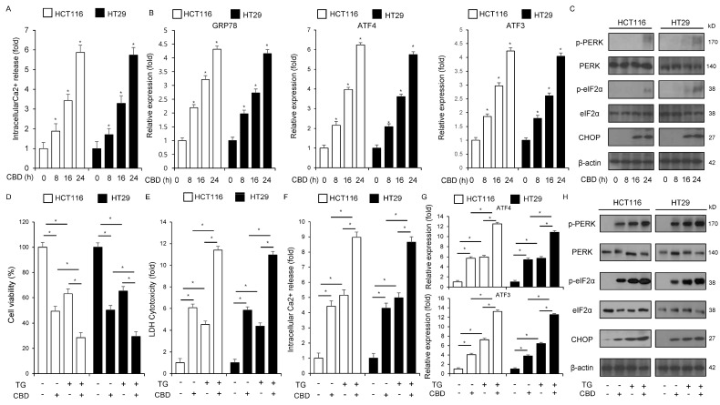 CBD triggers apoptosis through the induction of ER stress and subsequent intracellular Ca2+ production. (A) Intracellular Ca2+ concentrations were measured in HCT116 and HT29 cells after treatment with 0.5 µM CBD for 0, 8, 16, and 24 h; *, p < 0.05. (B) qRT-PCR was used to calculate the mRNA expression levels of ATF3, ATF4, and GRP78. The protein levels were normalized using β-actin. (C) HCT116 and HT29 cells were exposed to 0.5 µM CBD for 0, 8, 16, and 24 h to analyze the ER stress signaling pathway. Western blotting was used to determine the protein expression of CHOP, PERK, eIF2α, and the phosphorylation of PERK and eIF2α. The protein levels were normalized using β-actin. (D–F) Following treatment with 3 μM thapsigargin (TG) and 0.5 µM CBD for 24 h, HCT116 and HT29 cells were used for subsequent experiments. We conducted several biological assays, such as the LDH, intracellular Ca2+, and WST-1 assays; *, p < 0.05. (G,H) qRT-PCR was used to confirm the mRNA levels of ATF3 and ATF4, while Western blot analysis was conducted to examine the protein expression levels of p-eIF2α, eIF2α, p-PERK, PERK, and CHOP in HCT116 and HT29 cells treated with 0.5 µM CBD or 3 μM TG for 24 h. The protein levels were normalized using β-actin.