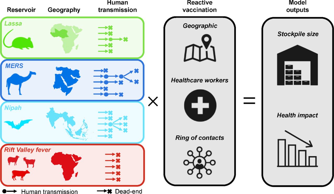 Overview of this study.We considered four emerging zoonoses prioritized by the WHO R&D Blueprint and CEPI. For each, we modeled spillover, human-to-human transmission, and reactive vaccination. We quantified the vaccine stockpile necessary to meet demands of reactive vaccination under three scenarios: vaccinating an entire population within the same geographic area as a detected outbreak, vaccinating healthcare workers within that geographic area, or vaccinating contacts associated with each spillover case. Lassa fever is caused by LASV, a virus that circulates in rodents in West Africa and has resulted in thousands of cases and deaths in recent years (Mylne et al. 2015; Roberts 2018). Nipah is caused by NiV, a virus that circulates in fruit bats that can be found throughout tropical and subtropical Asia (Yob et al. 2001; Luby et al. 2009), but documented spillover to humans has been mainly limited to India, Bangladesh, and Malaysia (Pulliam et al. 2012; Girish Kumar et al. 2019; Nikolay, Salje, Hossain, Khan, Sazzad, Rahman, Daszak, Ströher, Pulliam, Kilpatrick, Nichol, et al. 2019). MERS is caused by MERS-CoV, a coronavirus that probably originated in bats (Anthony et al. 2017), and is known to circulate among domestic camel populations in the Middle East and parts of eastern and northern Africa, resulting in spillover from camels to humans (Müller et al. 2015; Dudas et al. 2018; Hui et al. 2018). Human-to-human transmission has been reported in nosocomial settings for three of these pathogens (Fisher-Hoch et al. 1995; Park et al. 2016; Nikolay, Salje, Hossain, Khan, Sazzad, Rahman, Daszak, Ströher, Pulliam, Kilpatrick, Nichol, et al. 2019), although only MERS was reported in large hospital outbreaks (Assiri, McGeer, et al. 2013; Park et al. 2016). The evidence for community transmission of these viruses is more limited (Siddle et al. 2018; Hui et al. 2018; Nikolay, Salje, Hossain, Khan, Sazzad, Rahman, Daszak, Ströher, Pulliam, Kilpatrick, Nichol, et al. 2019). Rift Valley fever is caused by RVFV, a mosquito-transmitted virus infecting ruminant livestock species in Africa, the Arabian Peninsula, and the Indian Ocean islands (Pepin et al. 2010; Bron et al. 2021; Gerken et al. 2021). RVF outbreaks have been associated with heavy rainfall in eastern and southern Africa (Anyamba et al. 2009, 2010), but transmission can also occur outside of these epizootic events (Linthicum, Britch, and Anyamba 2016). Humans can be infected via direct contact with infected animals or via mosquito bite, but are believed to be dead-end hosts (Al-Hamdan et al. 2015).
