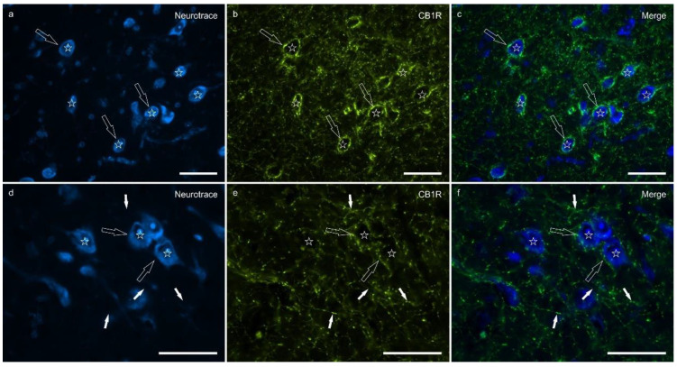 Photomicrographs of the cryosections of the lateral nucleus of the amygdala of a horse showing bright cannabinoid receptor type 1 (CB1R) immunoreactivity in thin nerve fibers (white fibers) of the neuropil and varicosities (open arrows). The stars indicate some neuronal cell bodies labeled with NeuroTrace (a,d) which were CB1R negative (b,e); the open arrows indicate baskets of bright CB1R immunoreactive varicosities encircling the neuronal cell bodies. The small white arrows (d–f) indicate neuropil fibers. (c,f) Merged image. Scale bar = 50 µm.