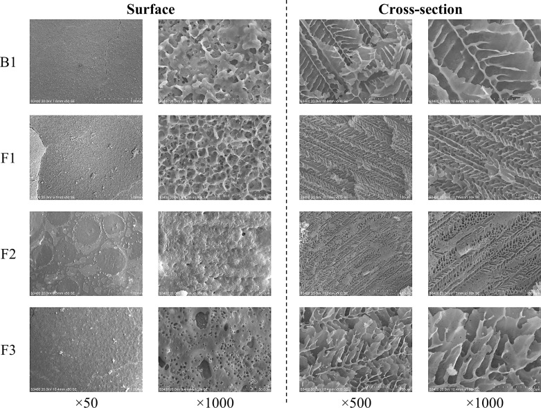 SEM photomicrographs in surface and cross-sectional views of orally fast-disintegrating wafer tablets containing cannabis extract (F1, F2, and F3) and the placebo wafer tablets (B1).