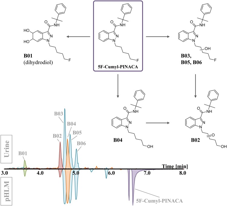 Postulated phase I main metabolites of 5F-Cumyl-PINACA as detected in an authentic urine sample. The corresponding signals obtained by analysis of pHLM samples are given for comparison. The position of the dihydrodiol function at the indazole ring for B01 is exemplary and was not confirmed