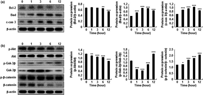 Effect of hemp peptides on apoptosis, apoptosis‐related proteins expression, and Akt/GSK3β/β‐catenin signaling in Hep3B cells. Western blots of cell lysates following treatment with 10 mg/ml hemp peptides. (a) Proapoptotic proteins Bad and cleaved caspase 3 (c‐cas 3) alongside antiapoptotic Bcl‐2. (b) p‐AKT, AKT, p‐Gsk‐3β Gsk‐3β, p‐β‐catenin, and β‐catenin protein levels in Hep3B cells. β‐actin was used as a loading control. Data are presented as the mean of three samples ± SEM (*p < .05, **p < .01, ***p < .001)