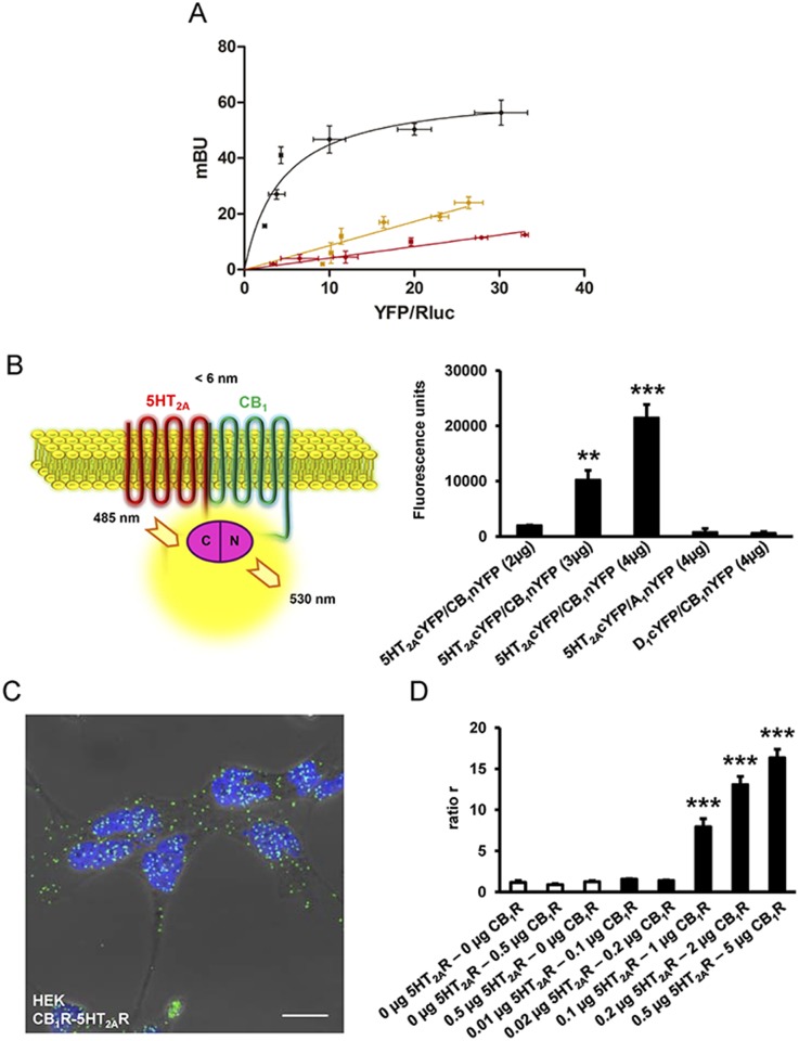 5-HT2AR and CB1R form heteromers in transfected cells.In (A), BRET saturation experiments were performed in HEK-293T cells transfected with 0.025 μg of 5-HT2AR-Rluc cDNA and increasing amounts of CB1R-YFP cDNA (0.05 μg to 1.5 μg, black curve), with 0.5 μg of dopamine D1R-Rluc cDNA and increasing amounts of CB1R-YFP cDNA (0.5 μg to 6 μg, yellow line), or with 0.025 μg of 5-HT2AR-Rluc cDNA and increasing amounts of adenosine A1R-YFP cDNA (0.05 μg to 1.5 μg, red line). The relative amount of BRET is given as a function of 100 x the ratio between the fluorescence of the acceptor (YFP) and the luciferase activity of the donor (Rluc). BRET is expressed as milli BRET units (mBU) and is given as the mean ± standard deviation (SD) of 3–6 experiments grouped as a function of the amount of BRET acceptor. In (B), a schematic representation of fluorescence complementation experiments is depicted in the left panel showing that fluorescence only appears after the YFP Venus hemiprotein complementation due to the proximity of two receptors fused to hemi-YFP Venus proteins (cYFP or nYFP). In the right panel, fluorescence at 530 nm was detected in HEK-293T cells transfected with different amounts of cDNA corresponding to both 5-HT2AR-cYFP and CB1R-nYFP (equal amount for each construct), but not in negative controls in which cells were transfected with cDNA corresponding to 5-HT2AR-cYFP and the noninteracting adenosine A1 receptor-nYFP or CB1R-nYFP and the noninteracting dopamine D1 receptor-cYFP. One-way ANOVA followed by a Dunnett’s multiple comparison test showed a significant fluorescence over basal values in HEK-293T cells (** p < 0.01, *** p < 0.001). In (C), PLAs were performed in HEK-293T cells expressing CB1R and 5-HT2AR. Confocal microscopy images (superimposed sections) are shown in which heteromers appear as green spots. In all cases, cell nuclei were stained with DAPI (blue). Scale bars = 20 μm. In (D), PLAs were performed in nontransfected HEK-293T cells, cells transiently transfected with 0.5 μg of CB1R or 5-HT2AR cDNA (negative controls, white columns), or with increasing amounts of CB1R and 5-HT2AR cDNA (black columns). In each case, the ratio between the number of green spots and the number of cells showing spots (ratio r) was calculated. One-way ANOVA followed by a Dunnett’s multiple comparison test showed a significant PLA staining over nontranfected cells (*** p < 0.001).