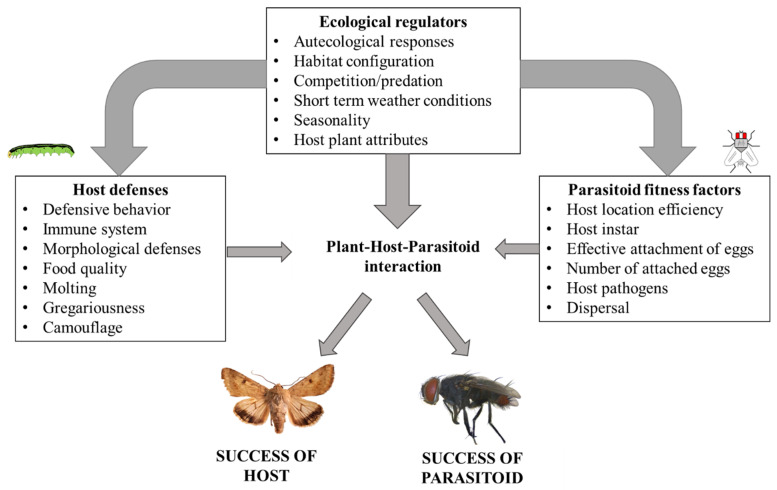 Simplified diagram of potential factors influencing the success of CEW and tachinid parasitoids. Arrows show the direction of regulation, where ecological factors, parasitoid fitness and host defenses influence the outcome of the tritrophic interaction. More complexity could be included since factors interact to determine fitness outcomes of plant-host-parasitoid interactions.