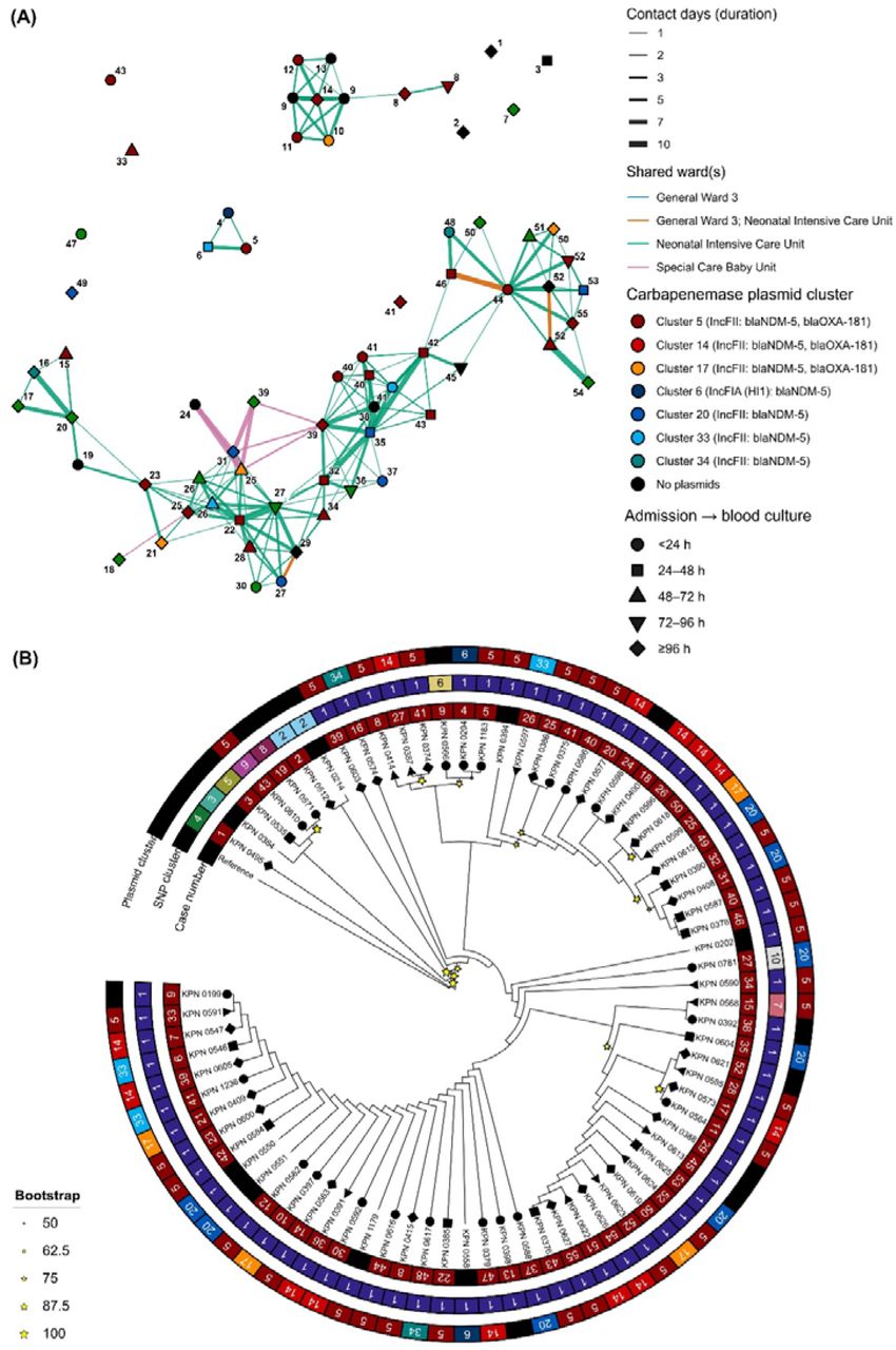Integrative contact network and maximum-likelihood (ML) phylogeny of KpSC ST16 culture-positive isolates (n = 76) at BSHI in 2021.(A) Ward-level contact network of all ST16 KpSC isolates with nodes coloured by carbapenemase encoding plasmid clusters, AMR genes and replicon types, and edges highlighting shared wards and contact days between two indivuduals. Numbers on the nodes is highlighting chronological order of all ST16 cases detected at BSHI in 2021. (B) Unscaled single nuceotide polymorphism (SNP) based ML tree of ST147 with bootstap values (star), and annotations showing SNP/plasmids clusters and chronological order of cases. Shapes of the nodes in both network and ML tree are showing the time from admission to blood collection.