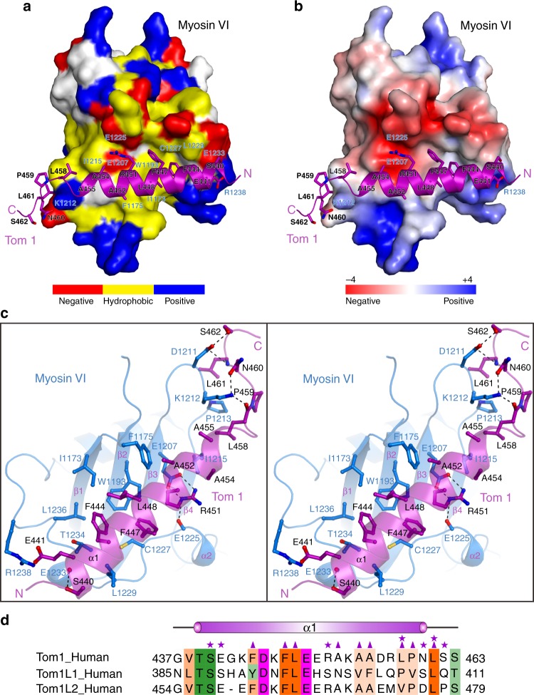 The molecular interface of Myosin VI and Tom1 complex. a The combined surface representation and the ribbon-stick model showing the hydrophobic binding interface between the C-terminal CBD of Myosin VI and Tom1 MBM. In this presentation, the C-terminal CBD of Myosin VI is shown in the surface model and Tom1 MBM in the ribbon-stick model. Particularly, in the surface model of the C-terminal CBD of Myosin VI, the hydrophobic amino acid residues are drawn in yellow, the positively charged residues in blue, the negatively charged residues in red, and the uncharged polar residues in gray. b The combined surface charge representation and the ribbon-stick model showing the charge-charge interactions between the C-terminal CBD of Myosin VI and Tom1 MBM. c Stereo view of the ribbon-stick model showing the detailed interactions between the C-terminal CBD of Myosin VI and Tom1 MBM. The hydrogen bonds and salt bridges involved in the binding are shown as dotted lines. d Structure-based sequence alignment of Tom1 MBM with the corresponding regions of TomL1 and TomL2. In this structure-based sequence alignment, the conserved hydrophobic residues, polar neutral residues, positively charged residues, and negatively charged residues are colored in orange, green, blue, and magenta, respectively. Interface residues of Tom1 that are involved in the polar interactions and hydrophobic interactions with the C-terminal CBD of Myosin VI in the Myosin VI/Tom1 complex are further labeled with magenta stars and magenta triangles, respectively
