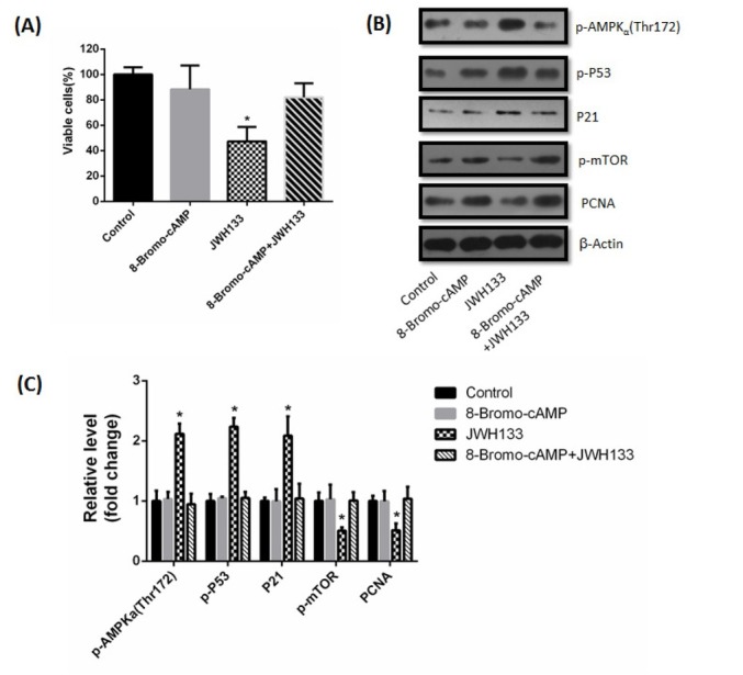 8-Bromo-cAMP abolished the effects of JWH133 on C6 cells. (A) Effect of JWH133 (5 μM) on the viability (48 h) of C6 cells incubated in the presence or absence of the 1 μM 8-Bromo-cAMP. The original western blot images (B) and statistic graphs (C) of p-AMPK (Thr172), p-P53, P21, p-mTOR and PCNA expression in C6 cells administration of JWH133 (5 μM, 48 h) with or without 8-Bromo-cAMP (1 μM). Data were relative density to that in Control group. The image was representative of three different experiments. Data were the mean ± SEM of three different experiments, *P<0.05 versus control.
