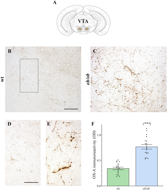 (A) Adaptation from the (Franklin and Paxinos, 1997) Mouse Brain Atlas, illustrating the VTA. (B–E) Representative peroxidase-based OX-A-immunoreactive staining in the VTA of wt and ob/ob mice showing a dense plexus of orexinergic fibers intensely immunoreactive in obese mice. Higher magnification of fields is depicted in (D) (wt) and (E) (ob/ob). Scale bar: 150 μm (B,C), 50 μm (D,E). (F) Bar graph of OX-A peroxidase-based optical density (OD). Data are means ± SEM from n ≥3 VTA sections/mouse, n = 6 mice/genotype; ***P < 0.001; two-tail t-test with Welch's correction.