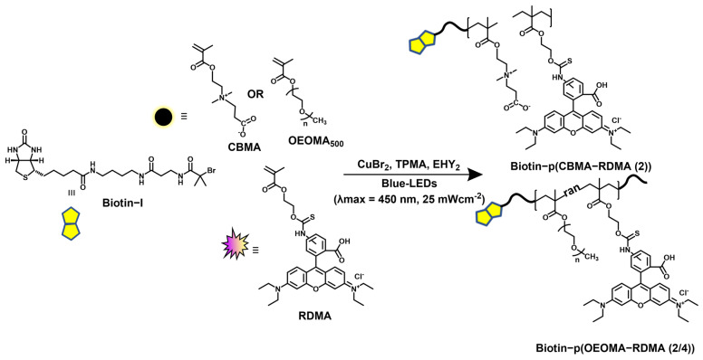 Synthesis of biotinylated multifunctional dye copolymers by photoredox/Cu-catalyzed, oxygen-tolerant ATRP.