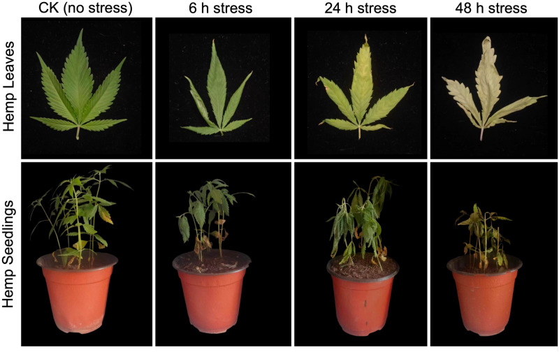 A pictorial view of hemp seedling and leaves grown under normal condition (CK, control without stress) and alkali-stress (NaHCO3 (250 mmol·L−1)) during three different time intervals (h, hours), respectively.