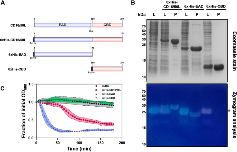 The endolysin CD16/50L is a modular cell-wall hydrolase. (A) Schematic representation of domain structure of endolysin CD16/50L and N-terminally hexahistidine (6xHis)-tagged CD16/50L variants used in this study. CD16/50L is composed of the N-terminal enzymatically active domain (EAD) and the C-terminal cell-wall binding domain (CBD). Numbers indicate amino acid positions in the full-length protein. (B) The EAD of CD16/50L confers a peptidoglycan hydrolase activity. Recombinant protein variants of CD16/50L were expressed in E. coli. Crude lysate (L) and purified proteins (P) were resolved by SDS-PAGE followed by Coomassie blue staining or zymogram analysis using C. difficile peptidoglycan as substrate. Asterisk indicates a false positive band of a highly positively charged protein (see also Fig. S1C; [42]). (C) The full-length and EAD of CD16/50L are able to lyse intact cells of C. difficile. Cytolytic activity of endolysin was assessed by using turbidity reduction assay. Exponentially growing cells were harvested and resuspended in 50 mM Tris-HCl (pH 7.4) in an absence or presence of 2.5 μM purified CD16/50L variants and incubated at 37°C in anaerobic condition for 180 min. The decrement of OD600 over time was monitored and plotted. Mean ± SD are shown (n = 3).