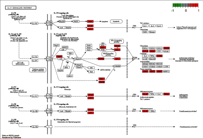 Signaling pathway of IL-17 signaling pathway.