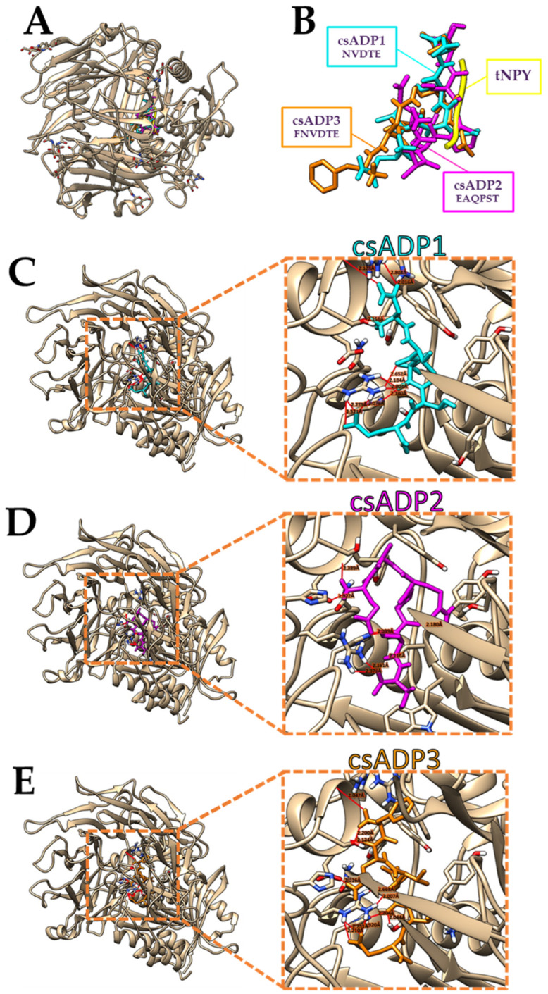 Comparative molecular docking of the three top-ranked Cannabis sativa ADPs (csADP1, csADP2, csADP3) and known DPPIV inhibitory peptide (tNPY) on the human crystal structure of DPPIV protease in the apo state (PDB ID: 1R9N) shown with (A) and without (B) the enzyme structure, and csADP-DPPIV complexes (C–E). The red lines indicate the hydrogen bonds with the value of bonding distance.