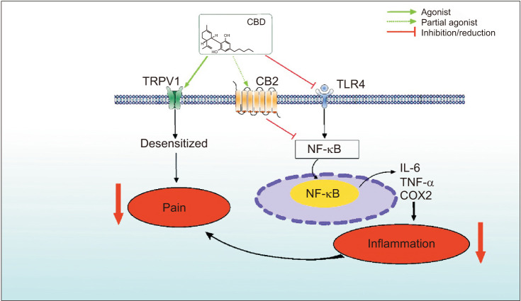 A proposed mechanism for CBD treatment of prostatitis. CBD treatment can downregulate the expression of TLR4 and impede the NF-κB signaling pathway, while partially activating CB2 and inhibiting the signaling pathway of TLR4/NF-κB. With the decrease of the expression of NF-κB in the nucleus, the lack of regulation of the target cells reduces the expression of the inflammatory cytokines, such as IL-6, TNF-α, and COX2. CBD improves the prostatitis through its effect on TRPV1 activation, a desensitizing effect, and the combined effect of decreased COX2 expression to relieve pain. CBD: cannabidiol, TRPV1: transient receptor potential vanilloid 1, CB2: cannabinoid receptor 2, TLR4: toll-like receptor 4, NF-κB: nuclear factor-kappa B, IL-6: interleukin-6, TNF-α: tumor necrosis factor-alpha, COX2: cyclooxygenase-2.