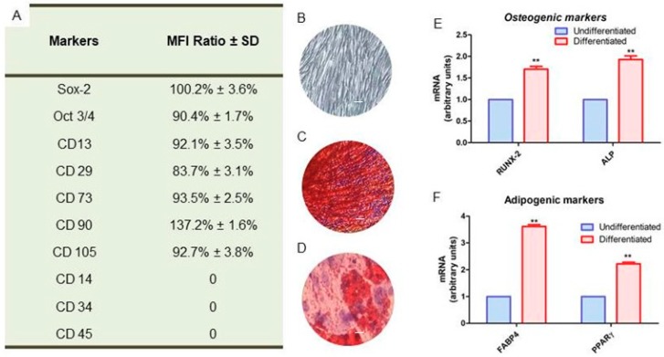 (A) Cytofluorimetric detection of positive and negative markers expressed in hGMSCs. (B) Confluent hGMSCs cultured on tissue culture dishes with a fibroblast lie morphology. (C) Alizarin Red S staining after 21 days of induction with osteogenic medium. (D) Oil Red O staining after 28 days of induction with adipogenic medium. (E) RT-PCR of osteogenic markers, as RUNX2 and ALP. (F) RT-PCR of adipogenic markers, as FABP4 and PPARγ. Scale bar: 10 µm. ** p <0.01.