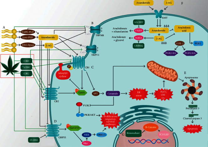 Overview of cannabinoids' pharmacology. (A) Synthesis of endocannabinoids from membrane lipids. (B) TRPM8 and TRPV1, ionotropic receptors of cannabinoids. (C) Cannabinoid (CB) receptors 1 and 2 coupled to g protein and adenylyl cyclase, cannabinoids; their respective ligands are shown in the image. (D) GPR55 receptor coupled to g protein, Rho GTPase, and MAPK pathway; its respective ligands are shown in the image. (E) Ceramide synthesis de novo induced by endocannabinoids. (F) Reuptake of endocannabinoids and subsequent metabolism. (G) Apoptosome assembly during the mitochondrial pathway of apoptosis. Executioner caspase is cleaved, and the cell undergoes apoptosis. (H) Rimonabant increases β-catenin breakdown and decreases the activity of the T-cell factor/lymphoid enhancer-binding factor (TCF/LEF). Other studied effects of cannabinoids not included in the figure are cytotoxic effects (antiproliferative effects), upregulation of estrogen receptors, reduction of proinflammatory markers, antiangiogenic effects (inhibition of proangiogenic factors), induction of chromosomal abnormalities, and mitotic catastrophe.