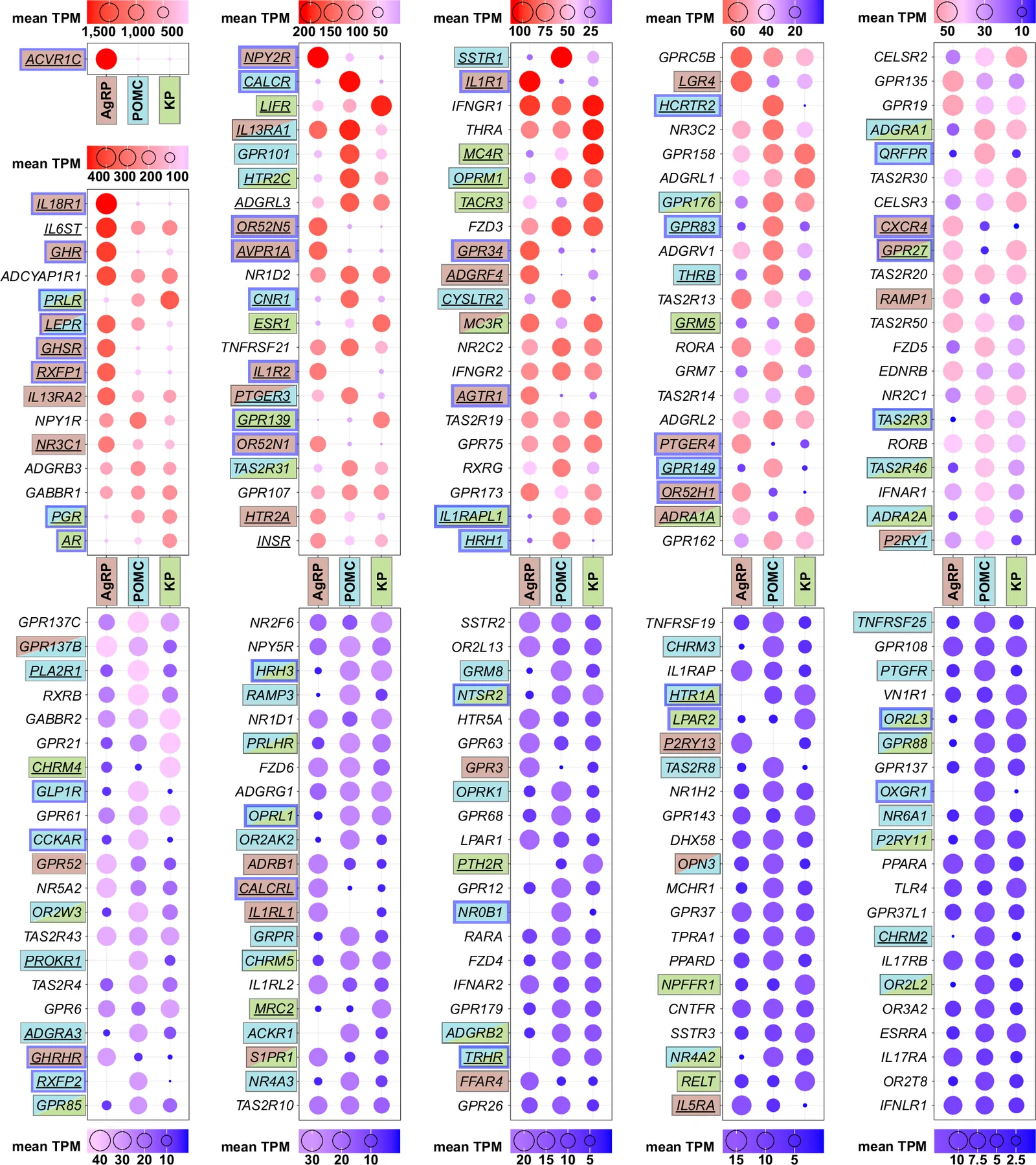 Receptor profiles of human AgRP, POMC, and KP neurons.Dot plots of 205 receptor transcripts (cutoffs: mean TPM ≥ 10 and reads ≥5 in each sample of the same cell type). Dot size and color are scaled according to transcript abundance. Underlined symbols denote statistically significant differences between any two cell types (P.adj. <0.05, DESeq2, two-sided Wald test with Benjamini–Hochberg FDR correction), whereas single or double text shading indicates at least twofold enrichment (log2 fold change ≥1). Genes with greater than fourfold enrichment (log2 fold change >2) are outlined in blue. See also Supplementary Data 12 for TPM values and statistical results.