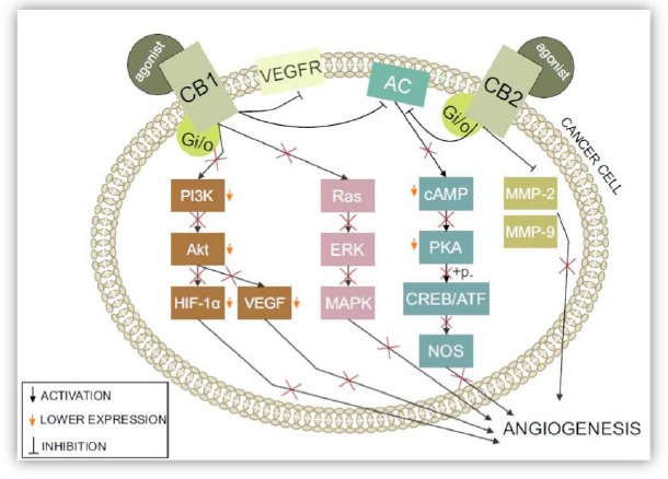 The influence of CB1 and CB2 activity on angiogenesis in cancer: After binding to a specific agonist, both CB1 and CB2 receptors are activated. This leads to direct and indirect changes that have crucial effects on angiogenesis in a cancerous environment. Inactivation of the PI3K/Akt pathway leads to lower HIF-1 and VEGF levels — two of the most known proangiogenic molecules. CB1 receptor activation leads to the direct inhibition of VEGF type 2 receptors, which are major angiogenesis inducers. When activated, CB1 and CB2 receptors strictly inhibit adenylyl cyclase (AC). PKAs, whose activity is strictly dependent on the cellular levels of cAMP, are inactivated and unable to phosphorylate CREB/ATF, decreasing nitric oxide synthase (NOS). Ras inactivation leads to inactivation of the whole pathway, including ERK and MAPK. Metalloproteinases production is stopped by the activation of both cannabinoid type 1 and type 2 receptors. Thus, all of these events have a direct impact on angiogenesis as well as the cell cycle and proliferation.