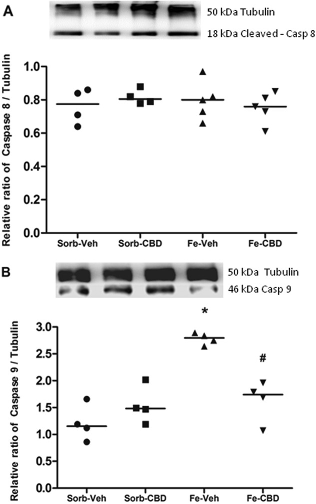 Iron treatment increases and CBD restores Caspase 9 levels, without affecting cleaved-Caspase 8.a Western Blotting of cleaved-Caspase 8 (Sorb-Veh N = 4, Sorb-CBD N = 4, Fe-Veh N = 5, Fe-CBD N = 5 rats per group) and (b) Caspase 9 (N = 4 rats per group) in the hippocampus of rats treated neonatally with sorbitol or iron and treated with vehicle or CBD chronically in the adulthood (3 months of age). Fifty µg of protein were separated on SDS-PAGE and probed with specific antibodies and normalized to Tubulin. Representative Western Blots for cleaved-Caspase 8, Caspase 9 and Tubulin are shown in the upper panel. Individual data points are plotted and mean values are presented. Statistical analysis was performed using two-way ANOVA and subsequently one-way ANOVA followed by Tukey HSD post hoc test. *p < 0.0001 indicates a significant increase in Caspase 9 protein expression in the iron-vehicle (Fe-Veh) group compared to controls. #p ≤ 0.001 indicates a significant decrease in Caspase 9 protein expression in the iron-CBD (Fe-CBD) group compared to Fe-Veh