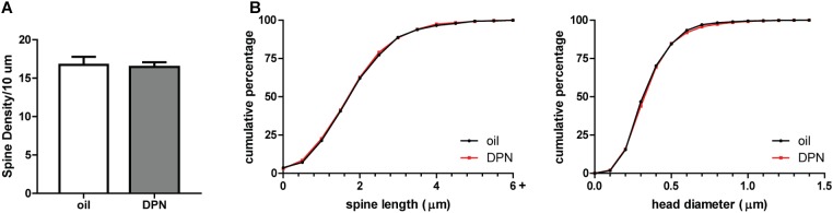 ERβ activation does not influence spine plasticity in the NAcSh of castrated male rats. (A) Average spine density per 10 μm of MSNs in the NAcSh 24 h after systemic administration of DPN (1 mg/kg). (B) Spine morphology of MSNs in the NAcSh as assessed by binned cumulative probability distributions of spine length and head diameter in vehicle and DPN treated groups. n = 4 animals per group with spine density averaged from 6 to 9 dendritic segments per animal.