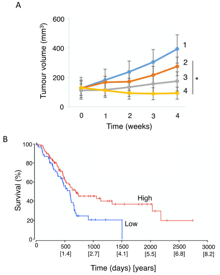 Effects of combining chemotherapy with a dietary compound: Genistein. (A) Pancreatic cancer from a patient-derived xenograft. Effects on tumor volume of treatment with gemcitabine (2), a genistein derivative, AXP107-11 (3), and their combination (4), compared with control (1). The combination was significantly more effective than gemcitabine alone (p < 0.05) (*). (B) Survival of pancreatic cancer patients in relation to the level of GPER1 mRNA, a possible molecular mechanism of genistein. Survival was expressed as a percentage of the total patient cohort (data from The Cancer Genome Atlas). Timescale is given in days and years. A relative high level of GPER1 mRNA expression was significantly associated with better overall survival (p = 0.019). Modified from Mesmar et al. [253].
