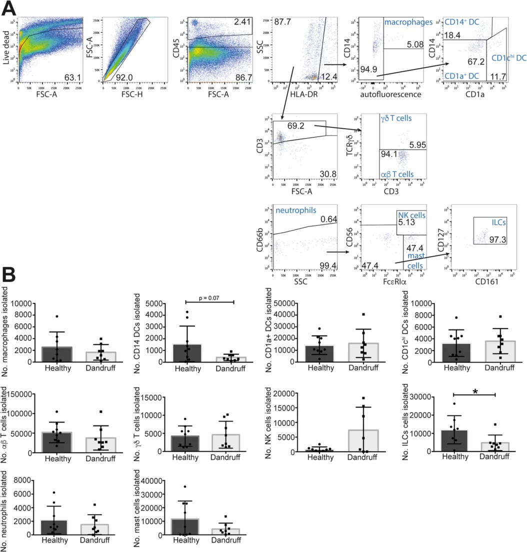 Innate lymphoid cells are reduced in dandruff scalp. Cells were isolated from scalp skin punch biopsies by enzymatic digestion, and analysed by flow cytometry. Representative flow cytometry plots show the gating strategy in dermis samples using two different staining panels (A and B). Numbers indicate the proportion of parent gate. Cell populations isolated from 4 mm full‐thickness skin biopsies are shown in panel C. n = 8, *p < 0.05.
