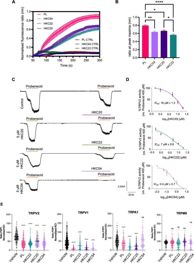 (A) Fura-2 AM calcium imaging in hTRPV2-RFP-transfected HEK293T cells. Control cells were transfected with the RFP pcDNA3.1­(+) empty vector. Representative ratiometric fluorescence traces (F 340/F 380) showing changes in intracellular Ca2+ concentration ([Ca2+]i) following loading with Ca2+-sensitive dye Fura-2 AM (5 μM, 1 h), treatment with PL and derivatives (5 μM), and stimulation with CBD (4 μM). For quantification, 40–60 responding cells were analyzed per well (n = 3), and fluorescence values were normalized to baseline. (B) Bar graph of peak maxima at 260s following treatment with PL and derivatives (5 μM) and poststimulation with CBD (4 μM). Data are presented as mean ± SEM ****p < 0.0001, **p < 0.01, *p < 0.05; one-way ANOVA, Tukey’s test. (C) Electrophysiological evaluation of PL derivatives on TRPV2 from rat DRG nociceptors. (D) TRPV2 patch clamp evaluation of PL derivatives quantified. (E) TRPV1: P2/P1 ratio denoting TRPV1 current evoked by each pulse of agonist capsaicin (0.1 μM), normalized to first vanilloid pulse, in the absence (control, n = 4) and presence of 10 μM PL, HKC22, HKC20, and HKC54 (n = 5) before the second pulse of capsaicin. Two consecutive agonist pulses (P1 and P2) are applied to account for channel desensitization. TRPA1: P2/P1 ratio denoting TRPA1 current evoked by each pulse of agonist AITC (100 μM), normalized to first vanilloid pulse, in the absence (control, n = 4) and presence of 10 μM PL, HKC22, HKC20, and HKC54 (n = 5) before the second pulse of AITC. Two consecutive agonist pulses (P1 and P2) are applied to account for channel desensitization. TRPM8: P2/P1 ratio denoting TRPM8 current evoked by each pulse of agonist menthol (100 μM), normalized to first vanilloid pulse, in the absence (control, n = 4) and presence of 10 μM PL, HKC22, HKC20, and HKC54 (n = 5) before the second pulse of menthol. Two consecutive agonist pulses (P1 and P2) are applied to account for channel desensitization. All data are expressed as mean ± SEM. Data were analyzed using an unpaired, two-tail Student’s t test. ****p < 0.0001.
